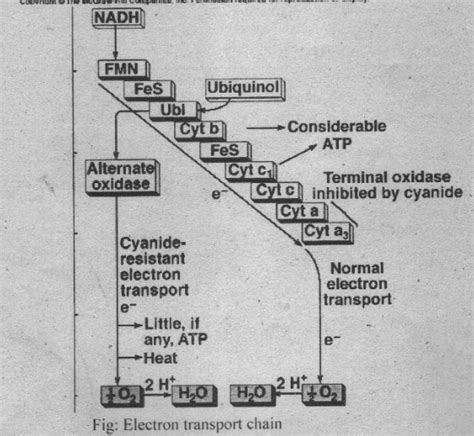 In the electron transport system, a molecule of ATP is formed when an ...