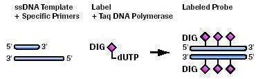 Digoxigenin (DIG) Labeling Methods