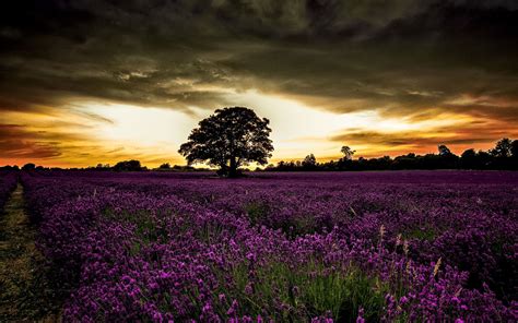 Country Sunset Wallpaper 的图像结果