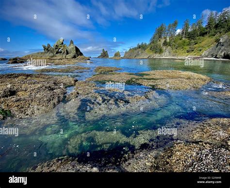 Sea stacks and protected cove at Shi Shi beach, Olympic National Park ...