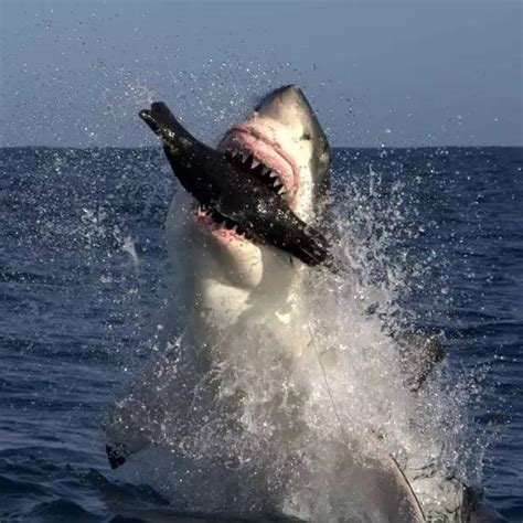 牛鲨vs大白鲨vs虎鲨,虎鲨vs鲨图片,虎鲨vs鲨(第6页)_大山谷图库