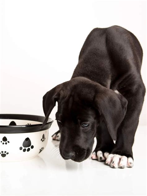 Best Foods for Great Danes - Hello Danes