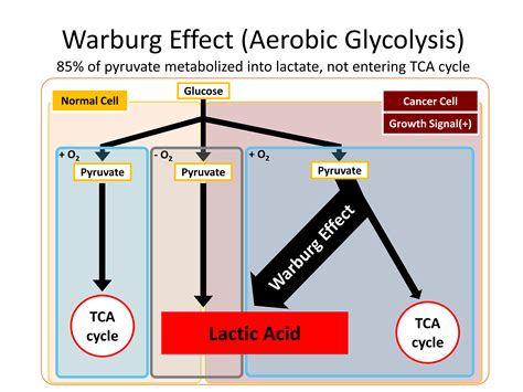 WARBURG EFFECT: LACTIC ACIDOSIS DUE TO PROSTATE CANCER - SHM Abstracts | Society of Hospital ...