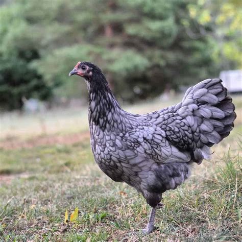 Top 10 Blue Chicken Breeds - Chickens With Blue Feathers