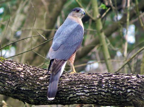 Cooper's Hawk - eBird