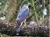 Cooper's Hawk - eBird
