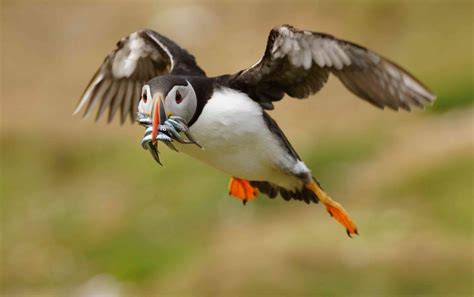 Puffin Facts: Types, Behavior, Habitat