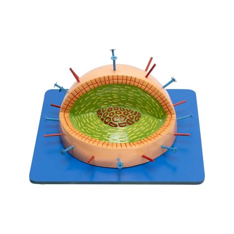 Buy Influenza Virus Model – Enlarged 3D Viral Structure for Biology La