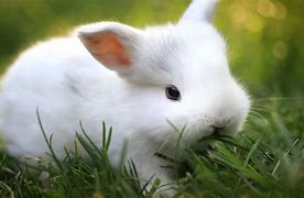 Image result for Spring Bunnies Desktop
