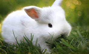 Image result for Spring Bunnies Pics