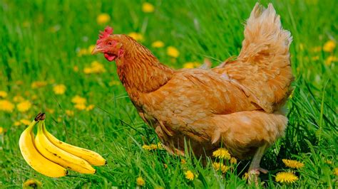 Can Chickens Eat Bananas? Unpeeling the Truth - Animal Hype