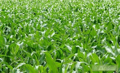 Продам силос кукурузный, купить силос кукурузный, Житомирская обл ...