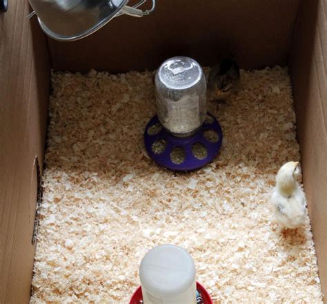 Image result for Making a Chick Brooder