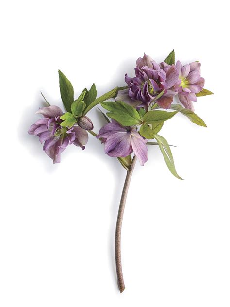 How to grow and care for lenten roses and other hellebore varieties ...