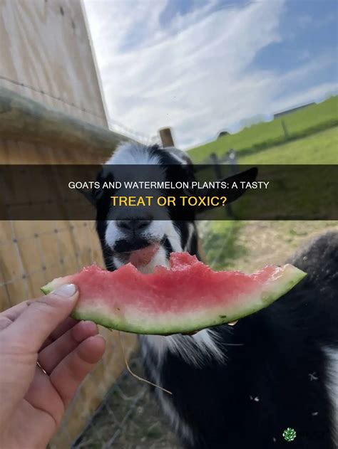 Goats And Watermelon Plants: A Tasty Treat Or Toxic? | ShunCy
