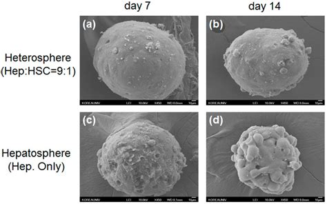 Flow-Based Three-Dimensional Co-Culture Model for Long-Term ...
