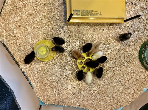 When to Remove Chicks From Brooder 的图像结果