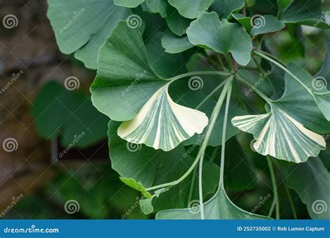 Ginkgo Biloba Variegata Variegated White-striped Leaves Stock Photo - Image of ginkgo, medicine ...