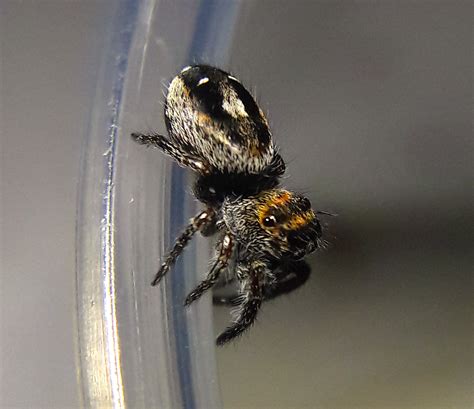 Phidippus aureus | Tarantula Forum
