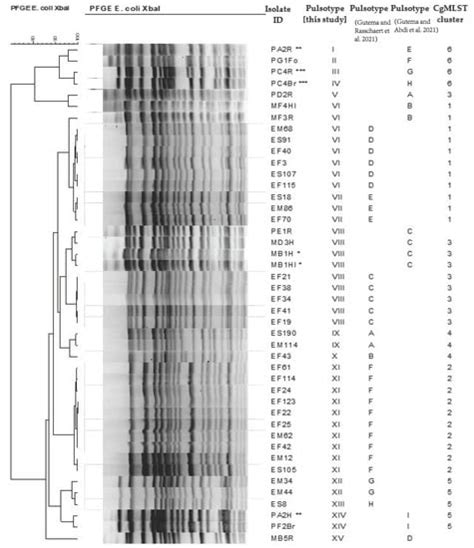 Core Genome Sequencing Analysis of E. coli O157:H7 Unravelling Genetic ...