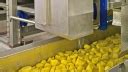 Contact-free Encoder in Potato Production - TURCK India Automation Pvt ...