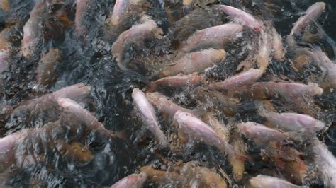 Java Tropical Fish Farm 的图像结果