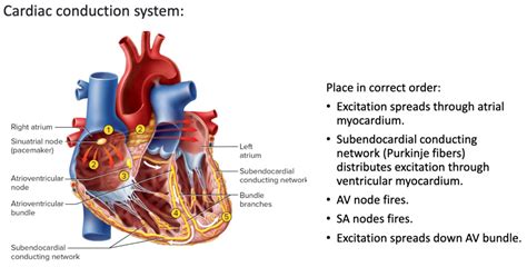 Image result for Cardiac Conduction System Flowchart