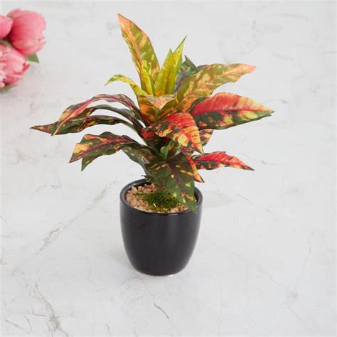 Buy Fiesta Dracaena Multicolour Potted Plant from Home Centre at just ...