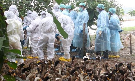 Avian Influenza: Seven states confirm the disease, centre ask zoos to ...