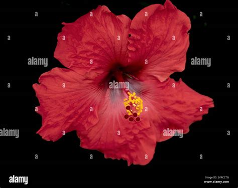 Chinese hibiscus, Hawaii, the Big Island Stock Photo - Alamy