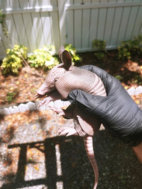 Baby Armadillos: Identification & Removal of Armadillo Babies