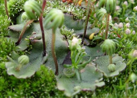 Buy Terrarium Umbrella Liverwort With Phytosanitary Certification ...
