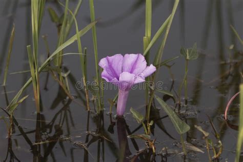 Flower of Water Spinach, Ipomoea Aquatica Stock Photo - Image of ...