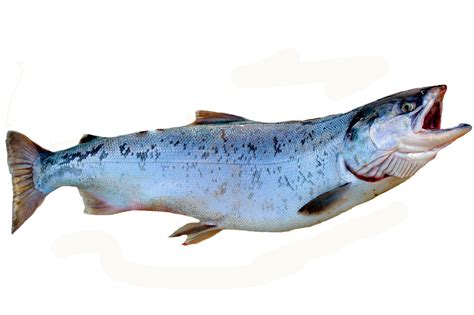 Kuvatulokset haulle salmon