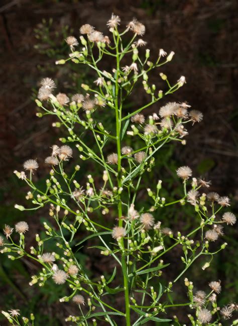 Conyza canadensis (Horseweed)