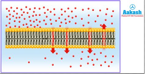 Passive Transport: Definition, Features, Process & Types - Biology ...