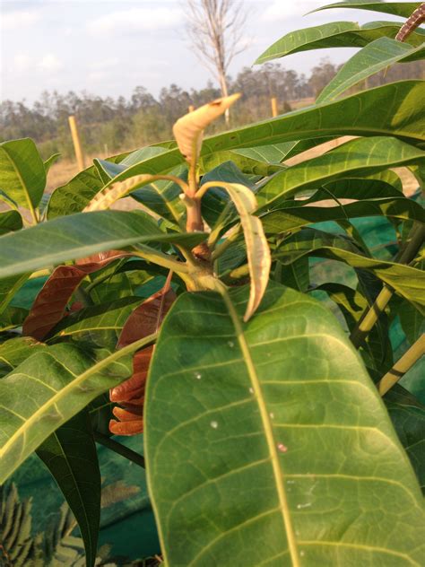 Image result for Mango Leaf Problems
