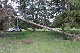 Image result for How to Cut a Tree Leaning On a Fence