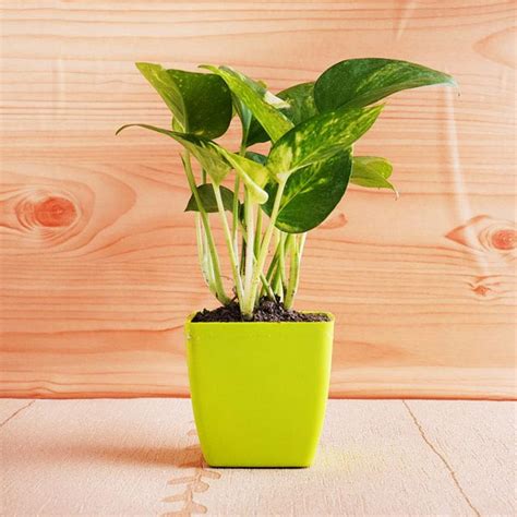 Send Money Plant with Ganesha idol and Chocolates Hamper Online - GAL21 ...