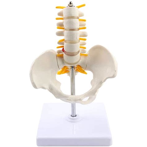 Buy Teaching Splies Human Pelvic Model Small Pelvic Belt Five-section ...