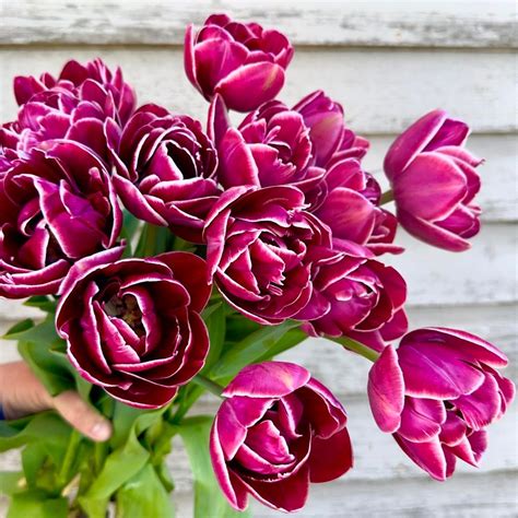 Tulip Colors and Their Meanings : A Comprehensive Guide to Floral ...