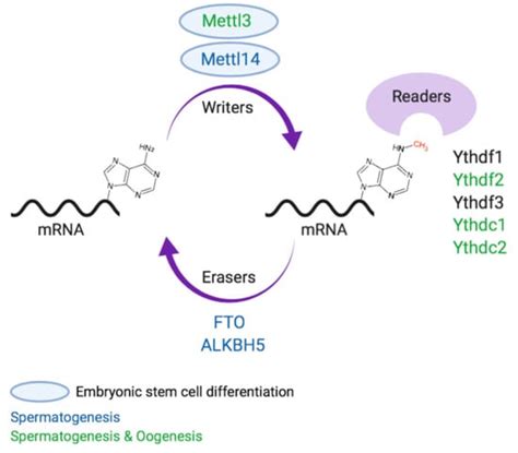 Role of m6A in Embryonic Stem Cell Differentiation and in Gametogenesis