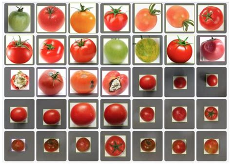 Tomato Sorting System Based on Machine Vision
