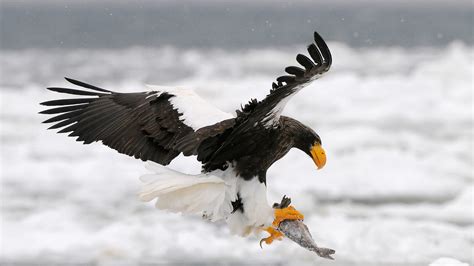 Steller's Sea-eagle | San Diego Zoo Animals & Plants