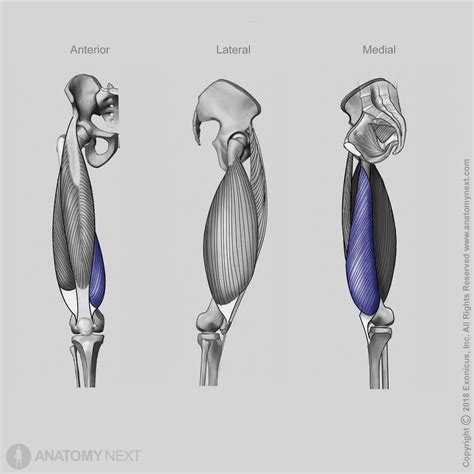 Vastus medialis | Encyclopedia | Anatomy.app | Learn anatomy | 3D models, articles, and quizzes