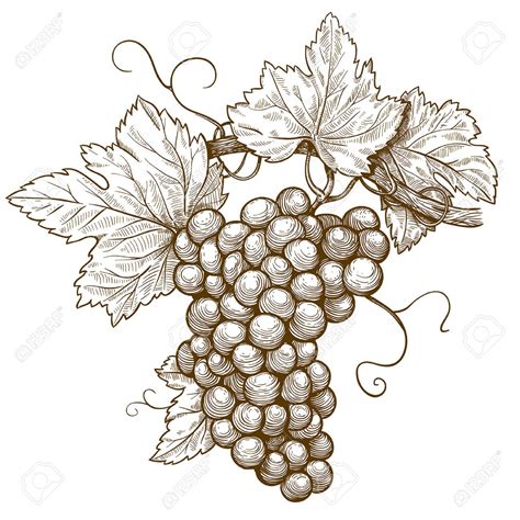 Grapes Drawing Vector at Jake Town blog