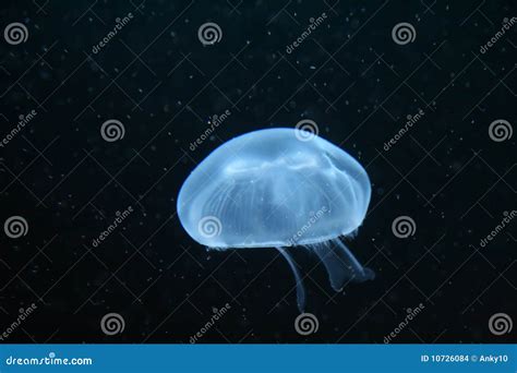 Common Blue Moon Jellyfish - Aurelia Aurita Stock Photo - Image of aurita, aquatic: 10726084