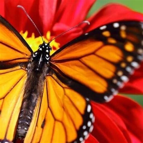 Mastering Human: A manual to understanding the purpose of life on Earth ...