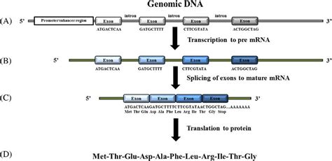 DNA Translation Basic 的图像结果