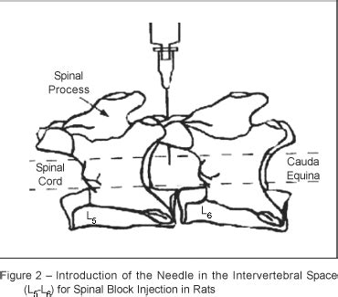 Image result for Intrathecal Injection Mouse